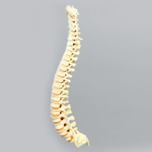 Spine Training models