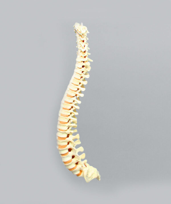Spine Training models