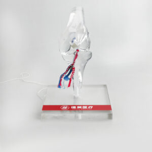 Crystal Knee Joint sport models