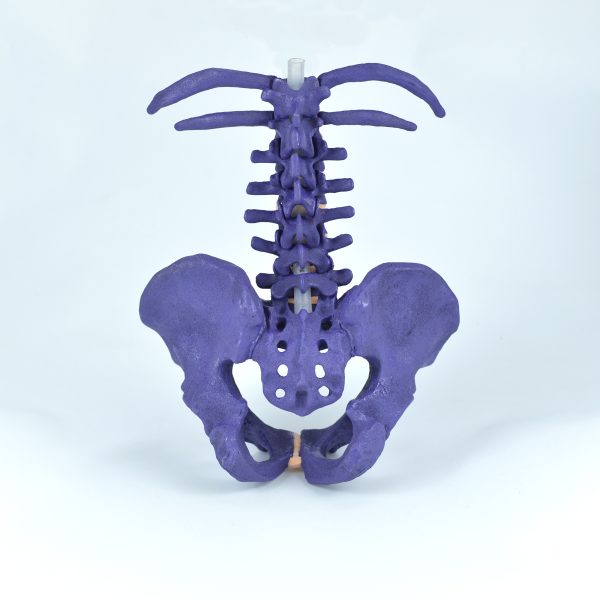 pelvis and vertebra models