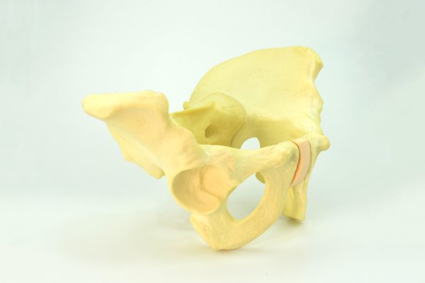 Pelvic Male bone model